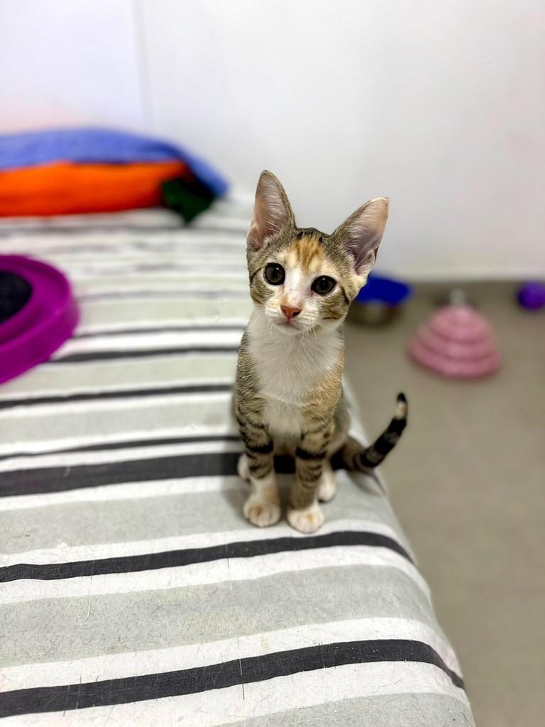 Esmeralda, gata de porte pequeno para adoção em Rio de Janeiro - RJ