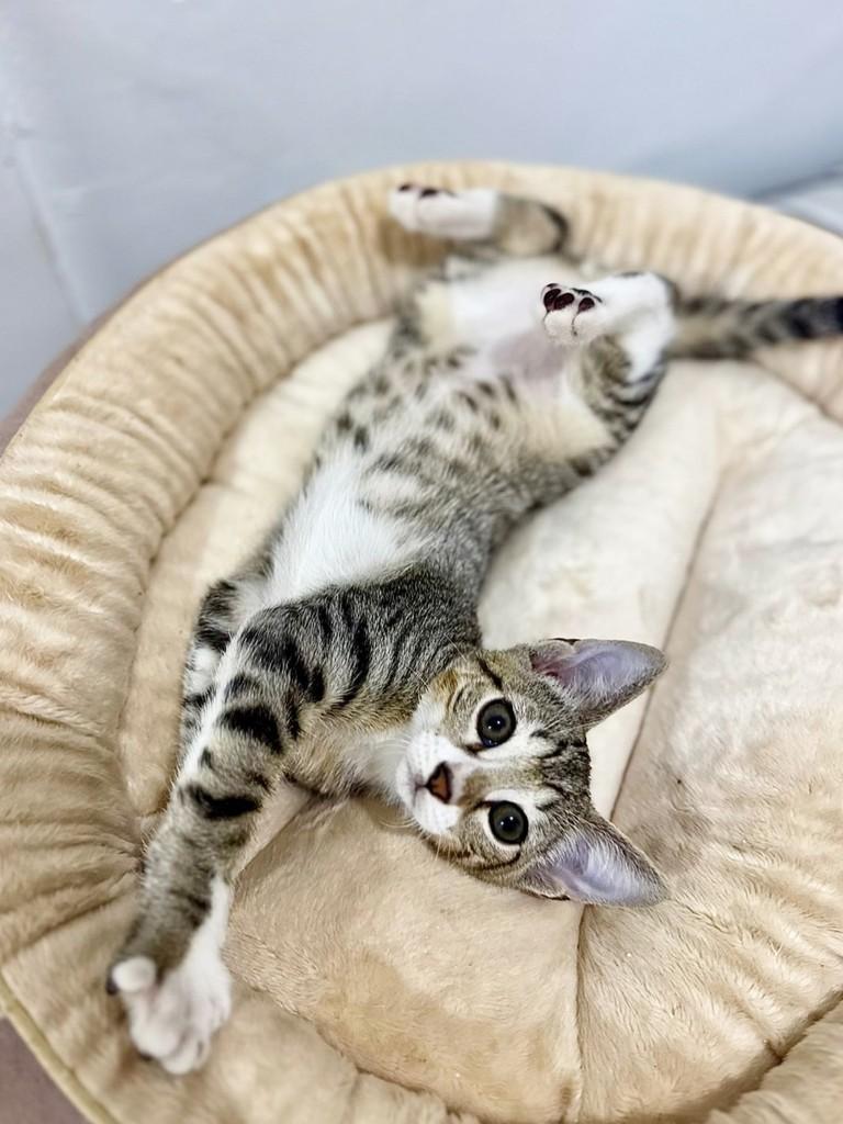 Rubi, gato de porte pequeno para adoção em Rio de Janeiro - RJ