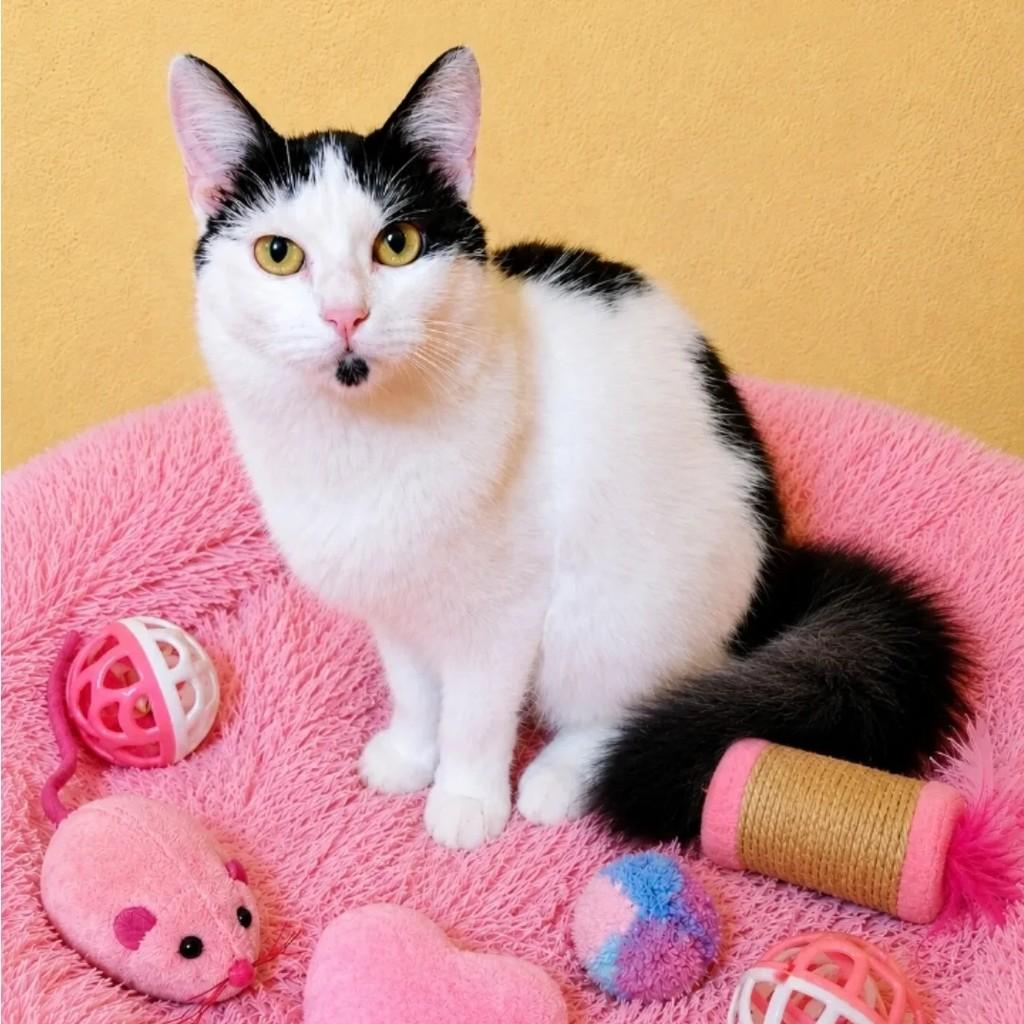 Paty, gato de porte pequeno para adoção em Rio de Janeiro - RJ