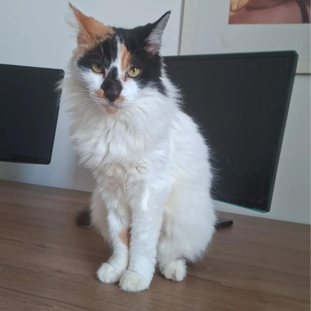 Margarida, gata de porte médio para adoção em Rio de Janeiro - RJ