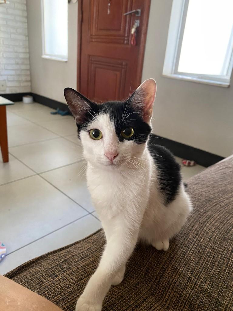 Piratinha, gato de porte pequeno para adoção em Rio de Janeiro - RJ