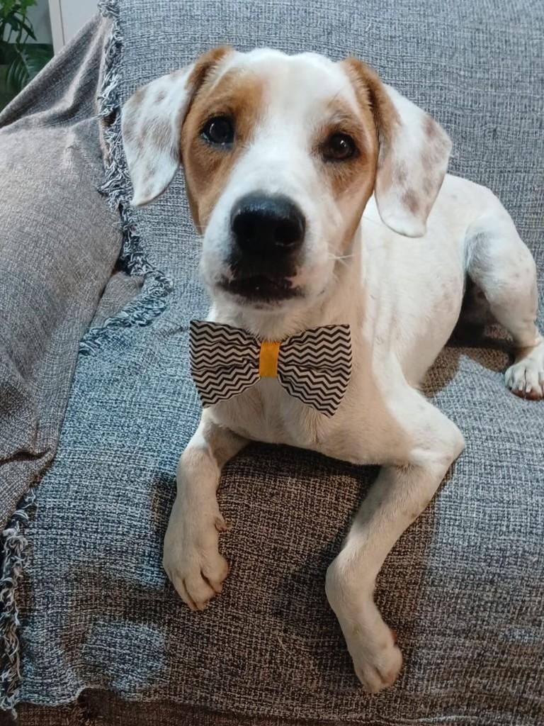 Caputino, cachorro de porte pequeno para adoção em Rio de Janeiro - RJ