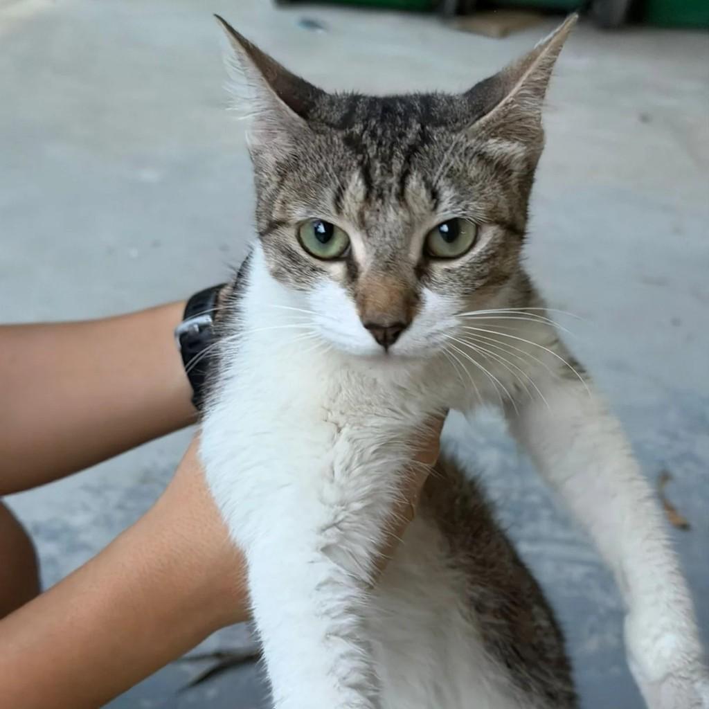 Princesa, gata de porte pequeno para adoção em Rio de Janeiro - RJ