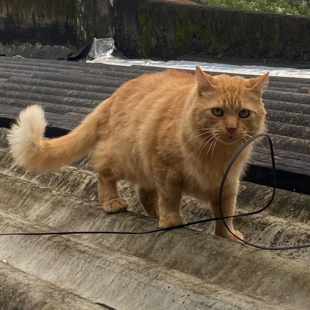 Shanks, gato de porte médio para adoção em Rio de Janeiro - RJ