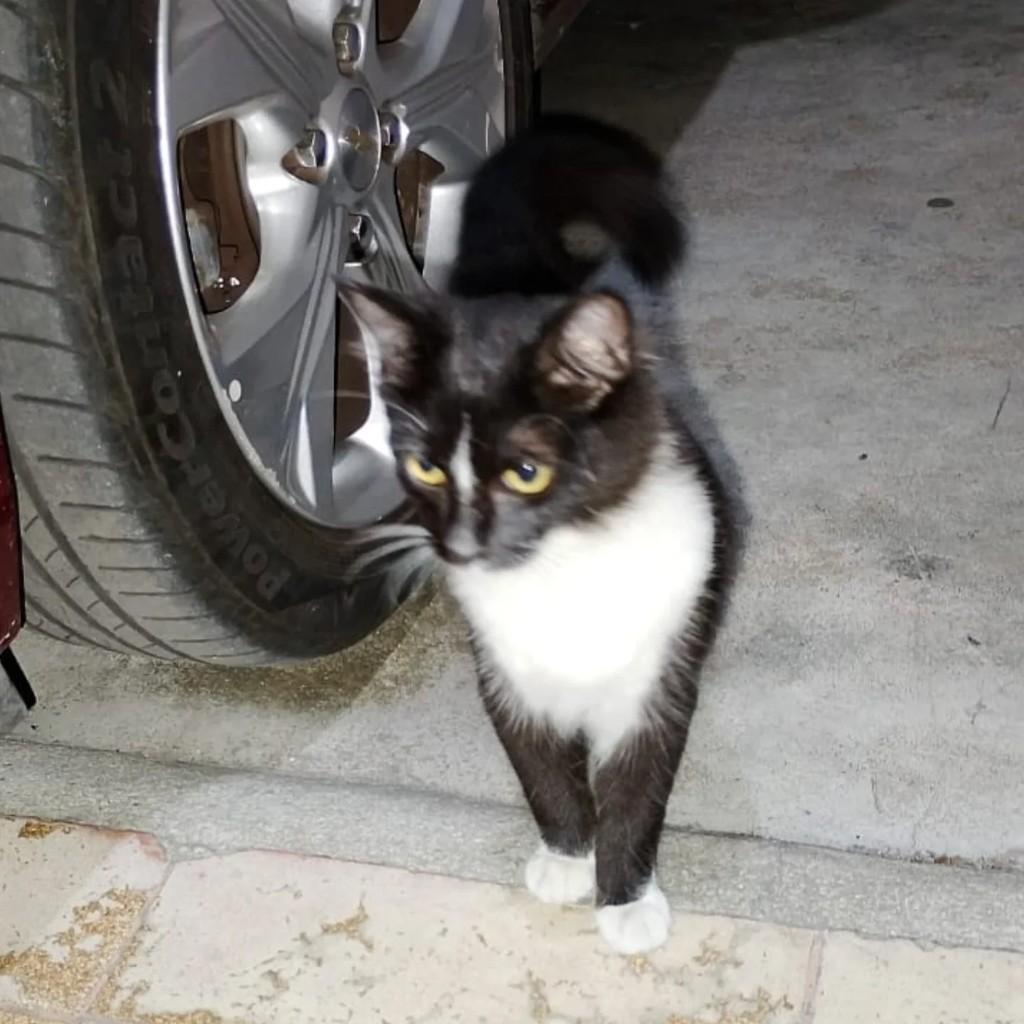 Rony, gato de porte pequeno para adoção em Rio de Janeiro - RJ