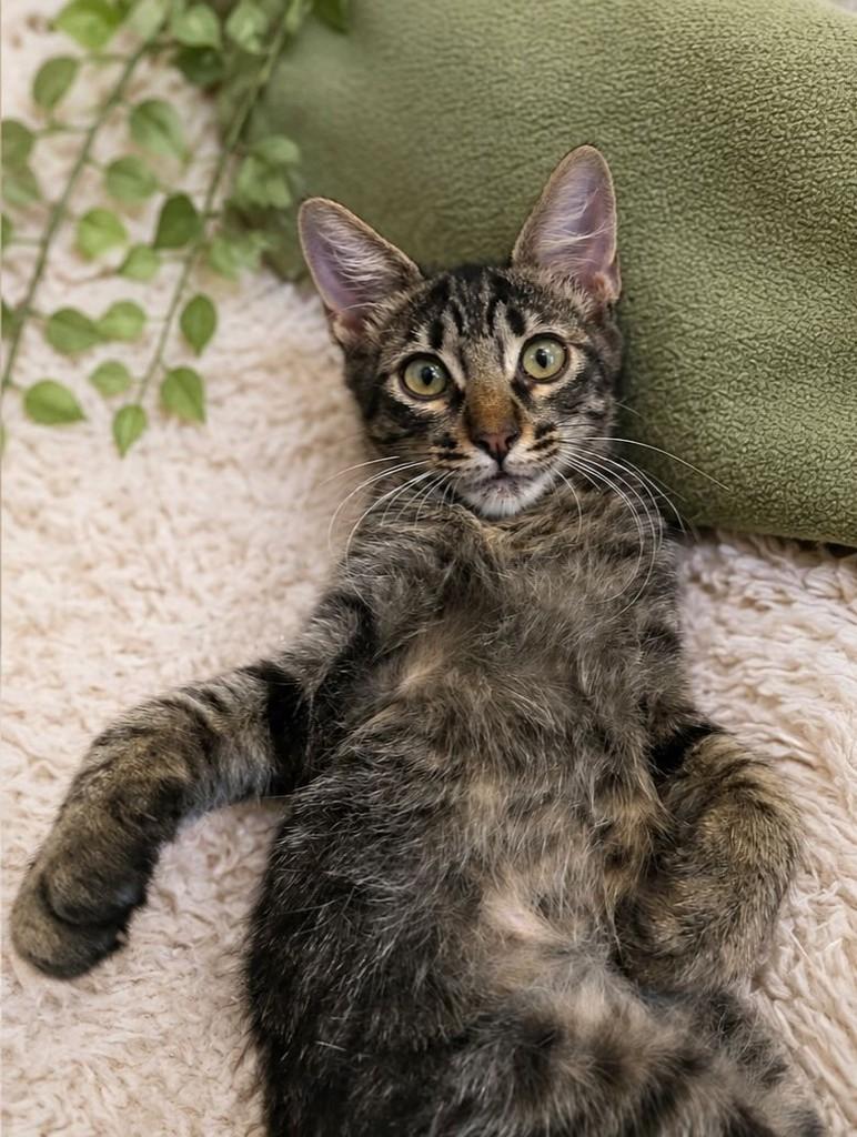 Capuccino, gato de porte pequeno para adoção em Rio de Janeiro - RJ