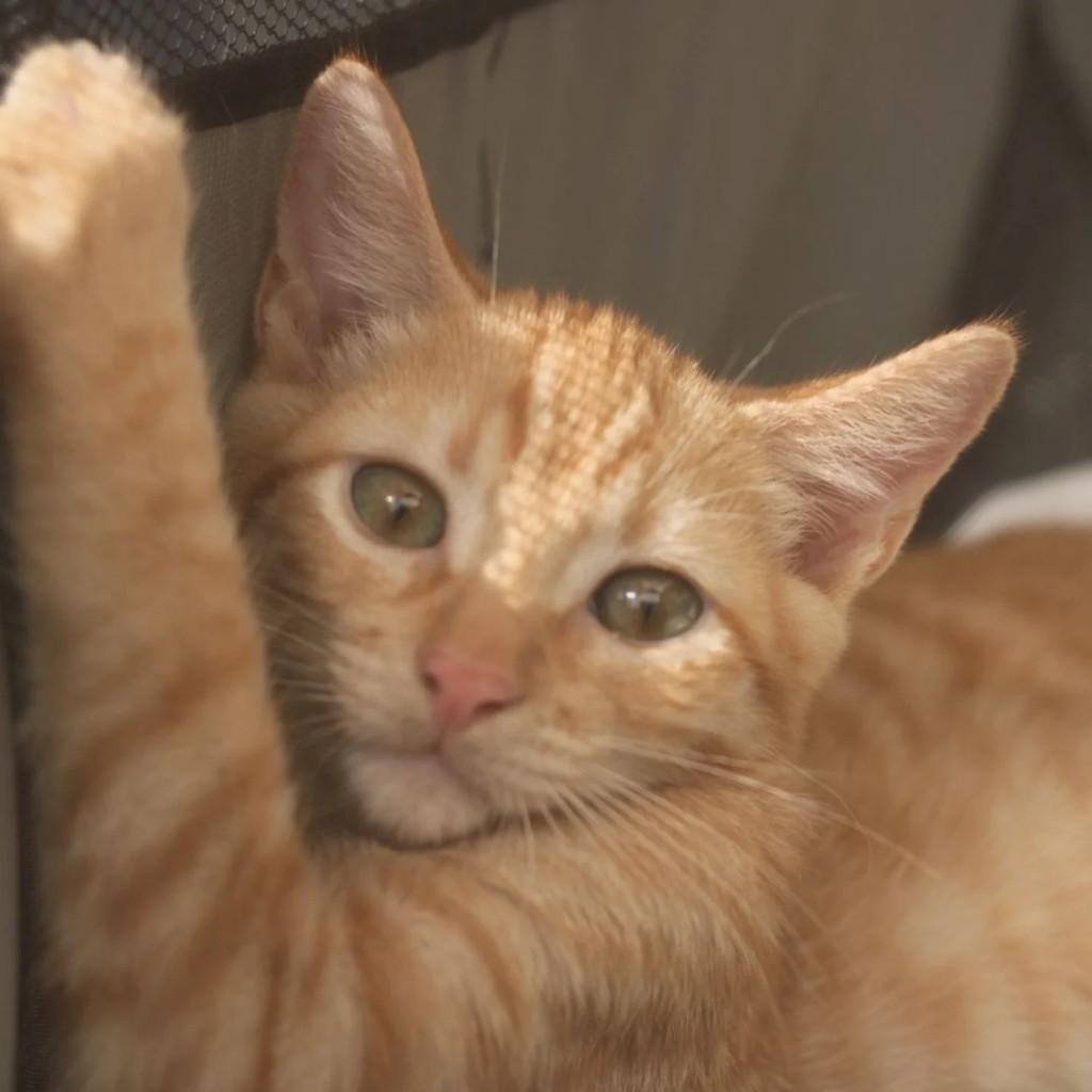 Amarelinho, gato de porte pequeno para adoção em Rio de Janeiro - RJ