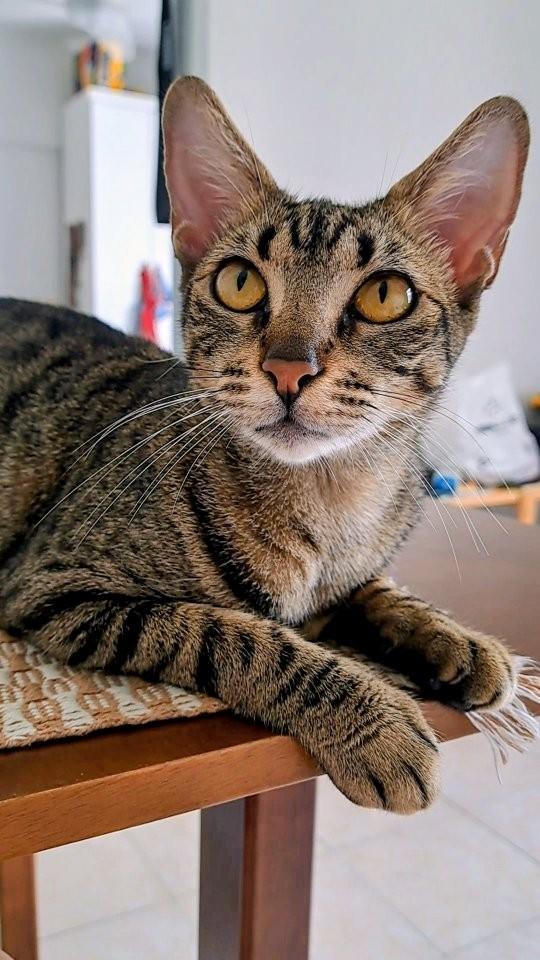 Vitória, gata de porte médio para adoção em Vitória - ES