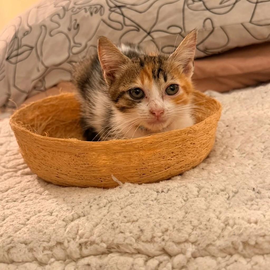 Tica, gata de porte pequeno para adoção em Rio de Janeiro - RJ