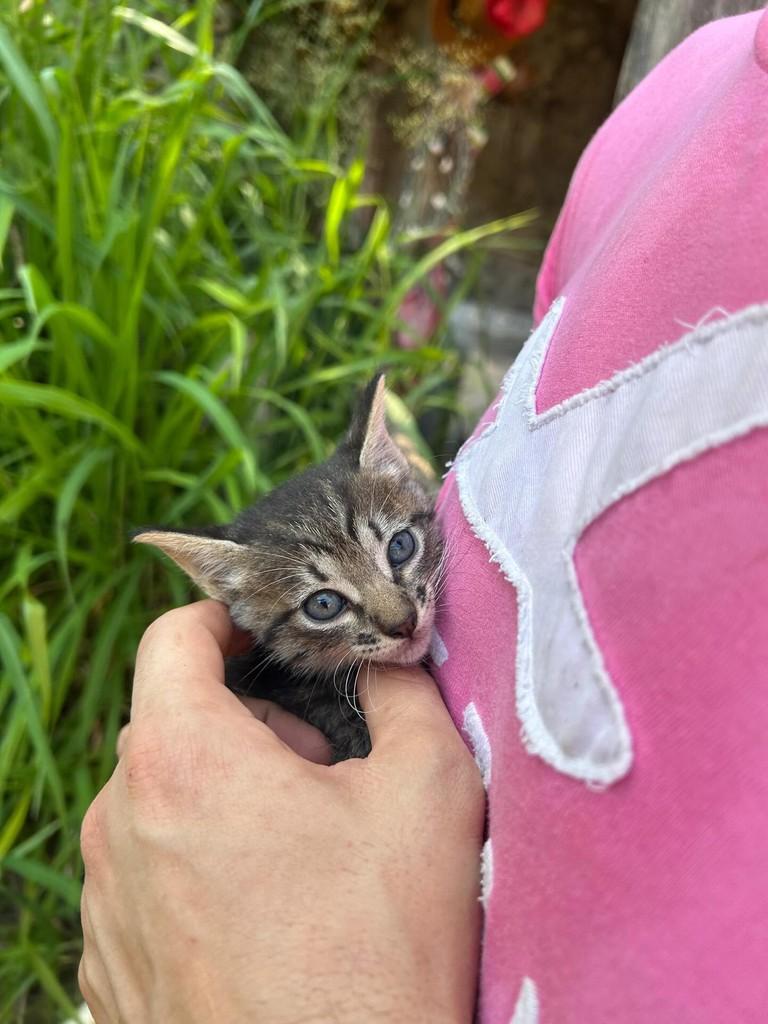 Jade, gata de porte pequeno para adoção em Rio de Janeiro - RJ