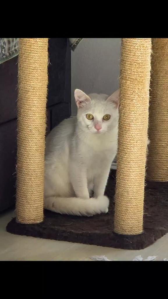 Snow, gato de porte pequeno para adoção em Rio de Janeiro - RJ