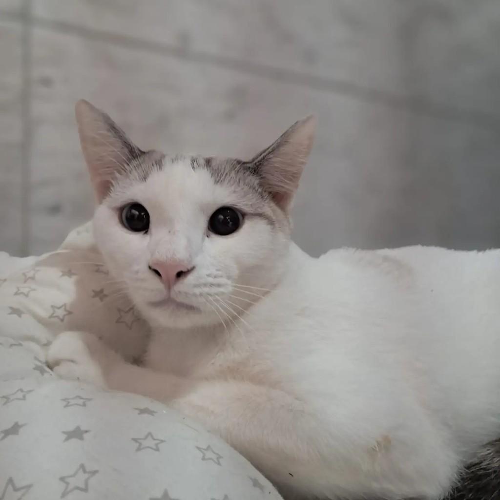 Luke, gato de porte pequeno para adoção em Rio de Janeiro - RJ
