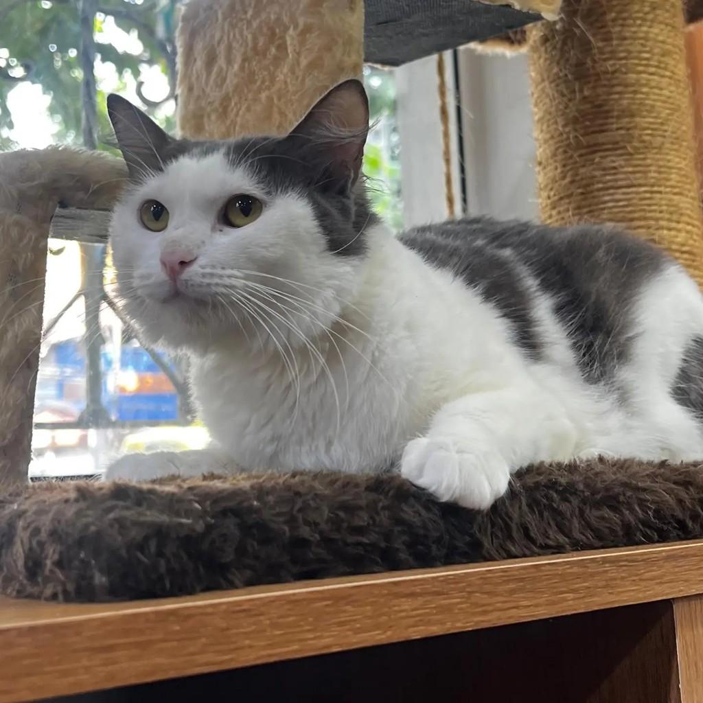 Luna, gata de porte médio para adoção em Rio de Janeiro - RJ
