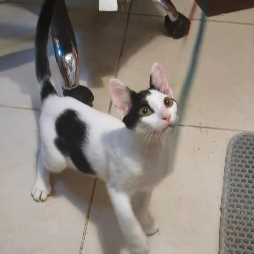 Otávio, gata de porte pequeno para adoção em Rio de Janeiro - RJ
