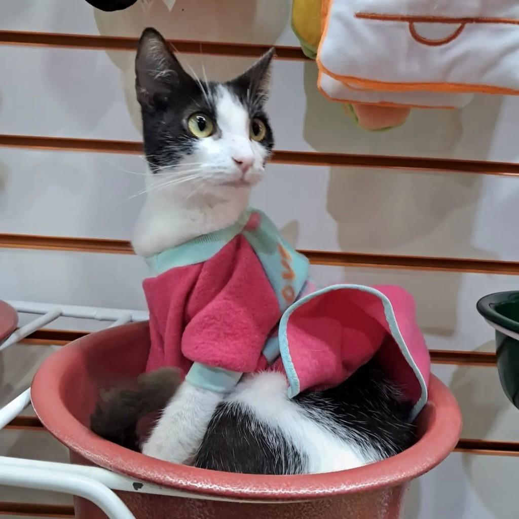 Chica, gata de porte pequeno para adoção em Rio de Janeiro - RJ