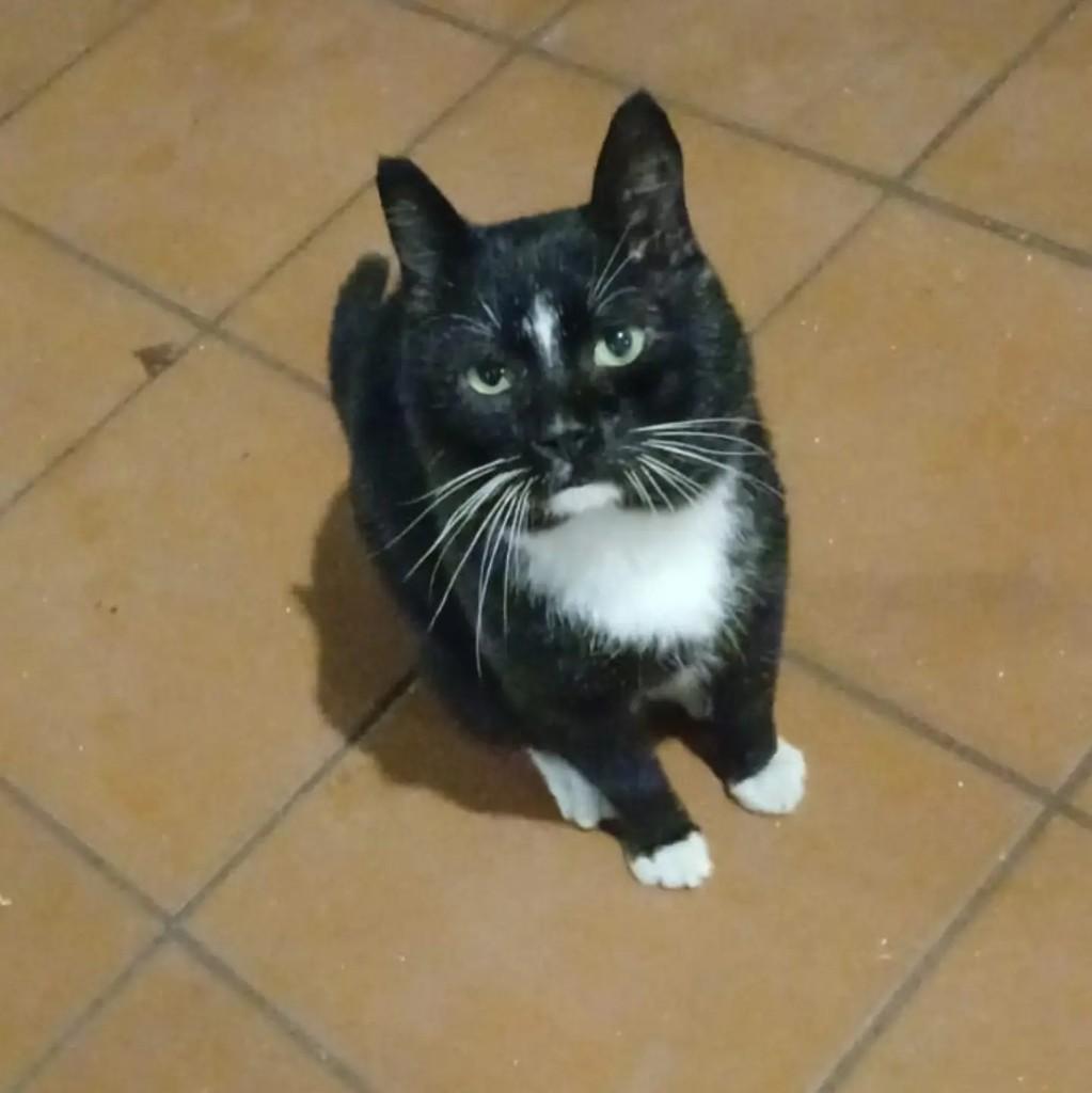 Cazuza, gato de porte médio para adoção em Rio de Janeiro - RJ