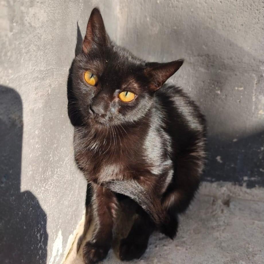 Alice, gato de porte pequeno para adoção em Rio de Janeiro - RJ