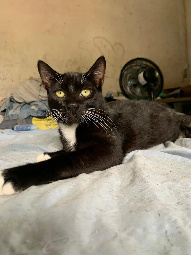 Chico, gato de porte pequeno para adoção em Niterói - RJ