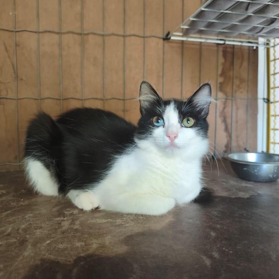 Penélope, gata de porte pequeno para adoção em Rio de Janeiro - RJ