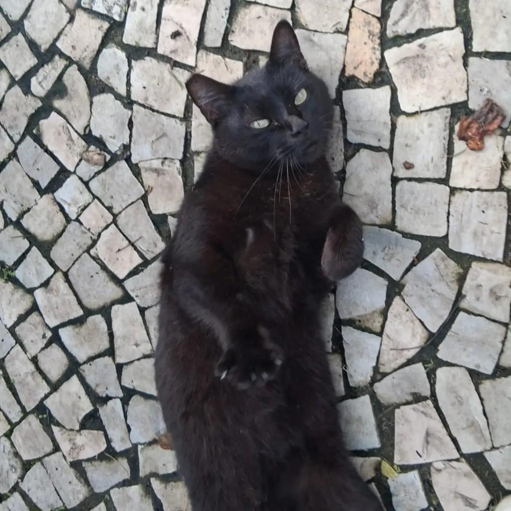 Cotó, gato de porte pequeno para adoção em Rio de Janeiro - RJ
