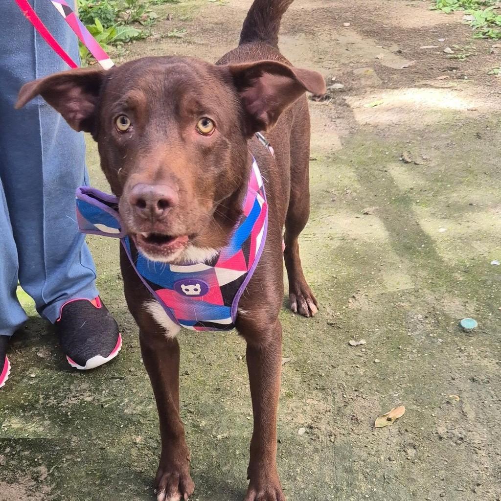 Toddy, cachorro de porte médio para adoção em Rio de Janeiro - RJ