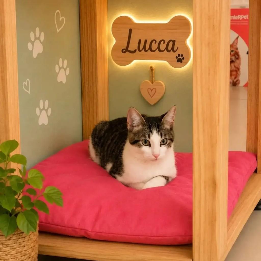 Lucca, gato de porte pequeno para adoção em Rio de Janeiro - RJ