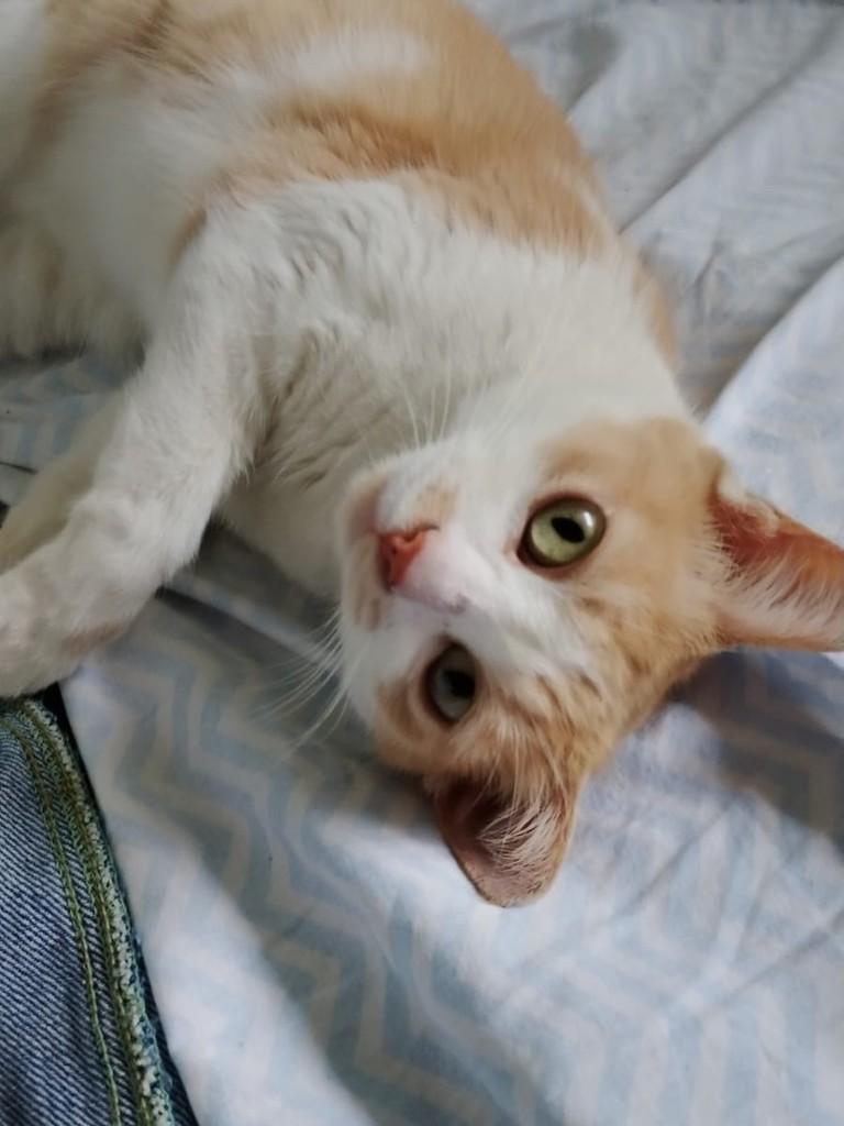 Pamonha, gata de porte pequeno para adoção em Rio de Janeiro - RJ