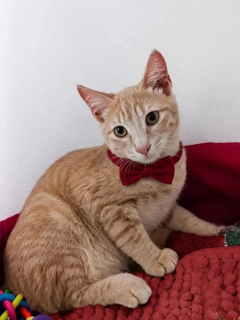 Loki, gato de porte pequeno para adoção em Rio de Janeiro - RJ