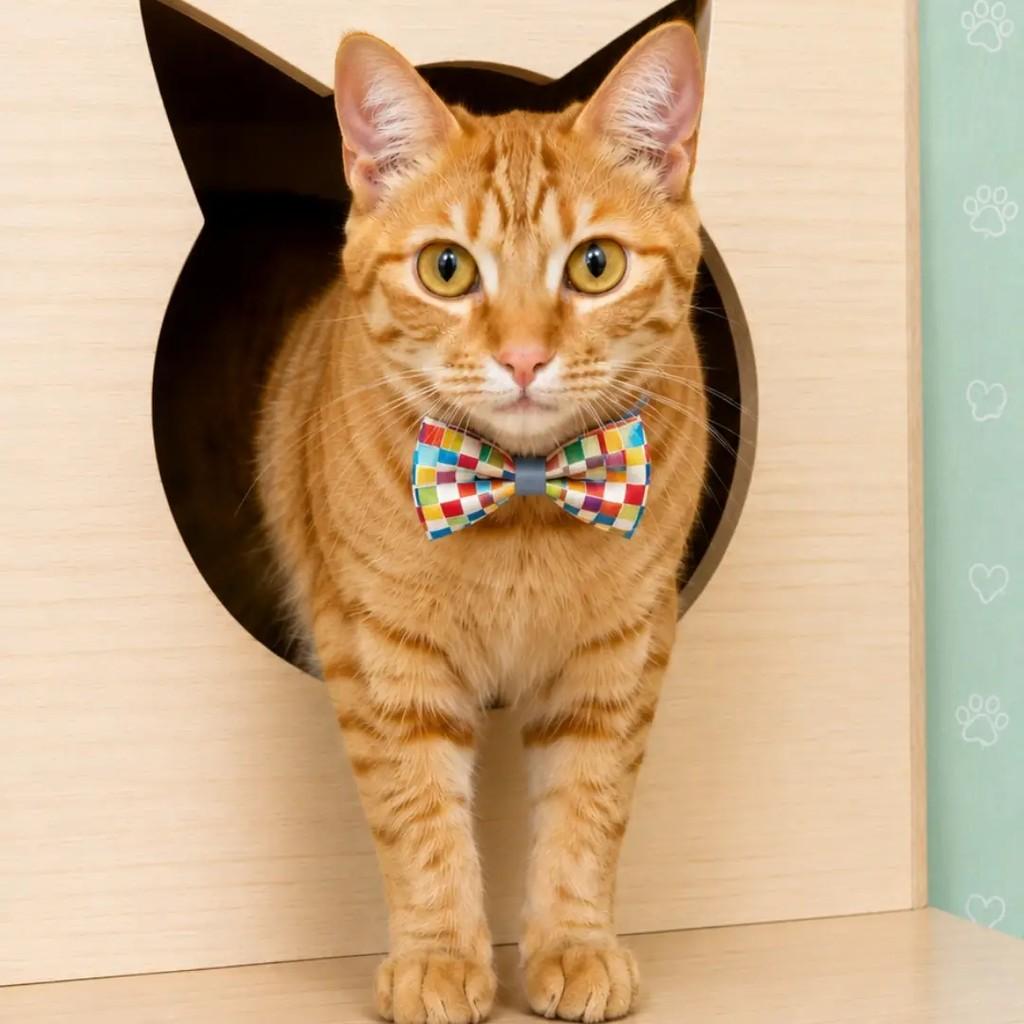 Johnny, gato de porte médio para adoção em Rio de Janeiro - RJ