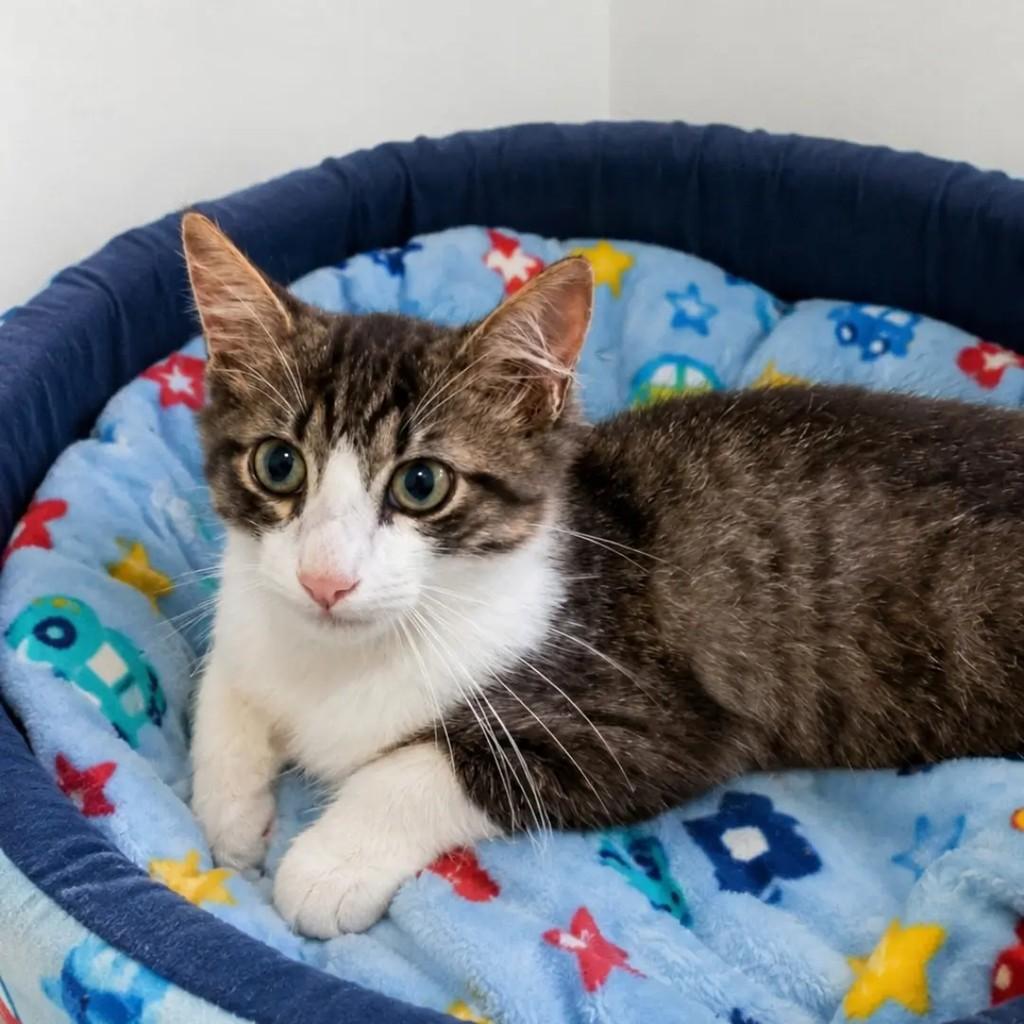 Tom, gato de porte pequeno para adoção em Rio de Janeiro - RJ