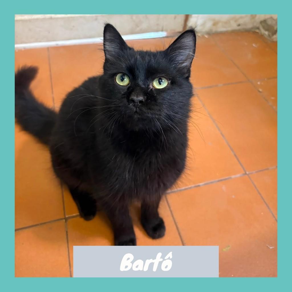 Bartô, gato de porte pequeno para adoção em Rio de Janeiro - RJ