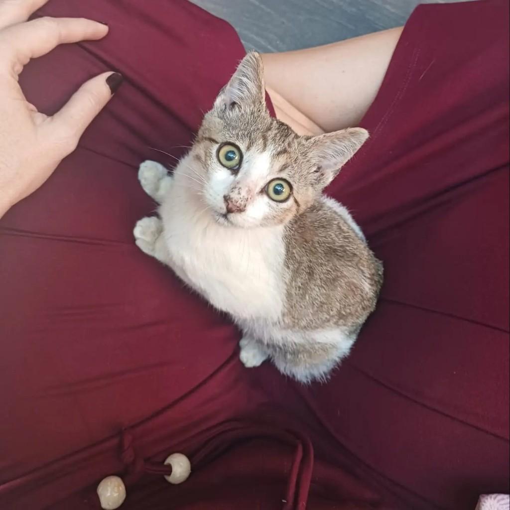 Pedro, gato de porte pequeno para adoção em Rio de Janeiro - RJ