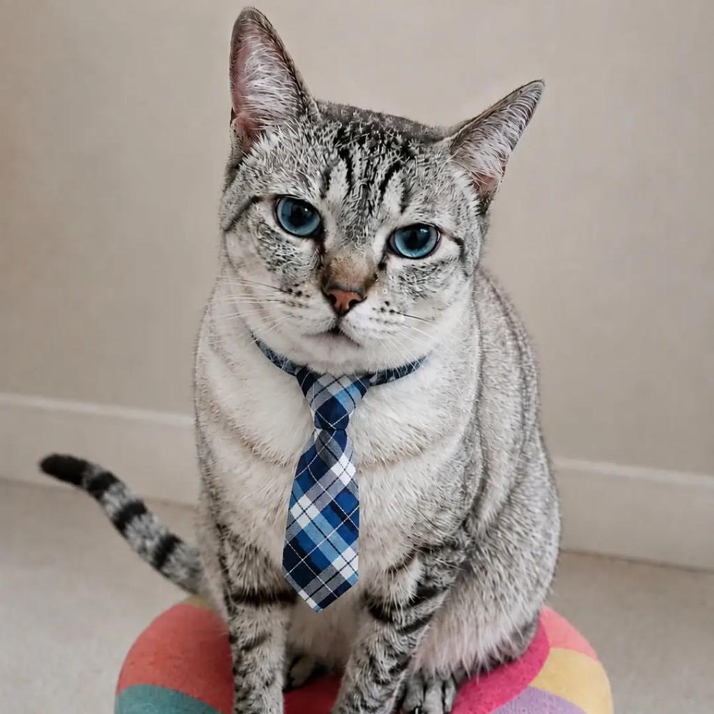 Bill, gato de porte médio para adoção em Rio de Janeiro - RJ