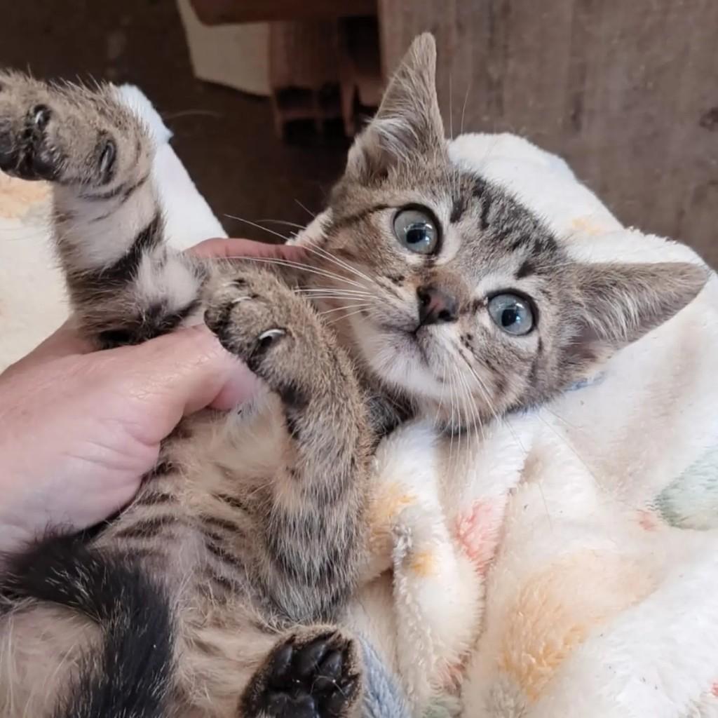 Raphael, gato de porte pequeno para adoção em Rio de Janeiro - RJ