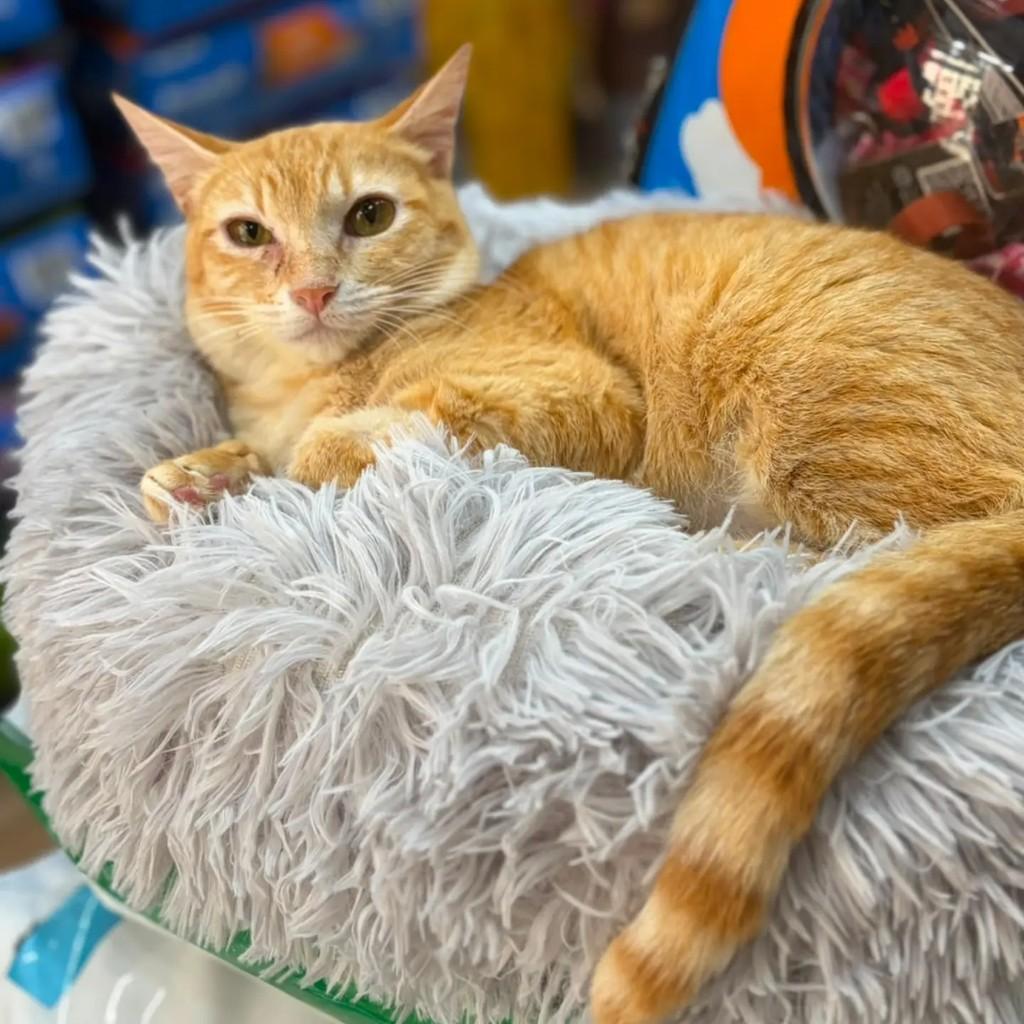 Amarelinha, gata para adoção em Rio de Janeiro - RJ