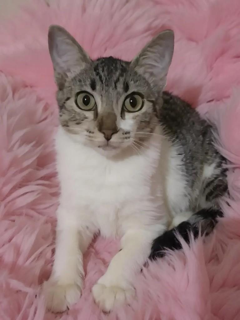 Eva, gata de porte pequeno para adoção em Rio de Janeiro - RJ