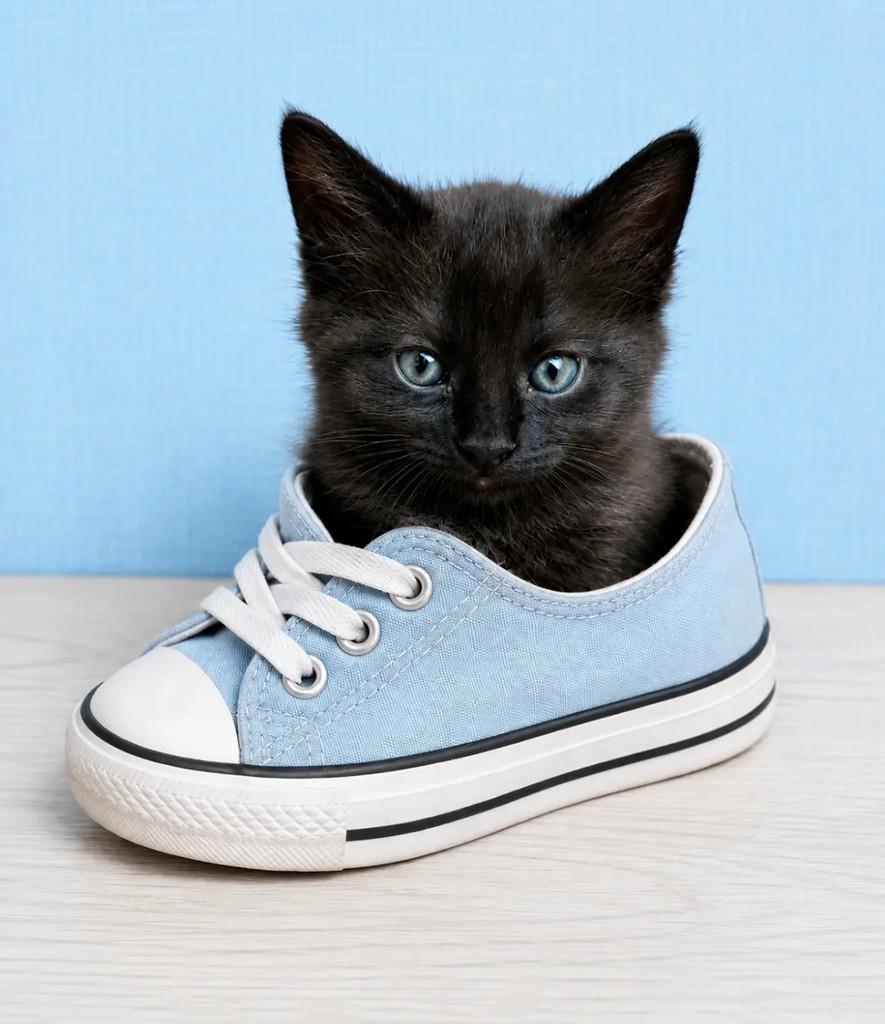 Chocolate, gato de porte pequeno para adoção em Rio de Janeiro - RJ
