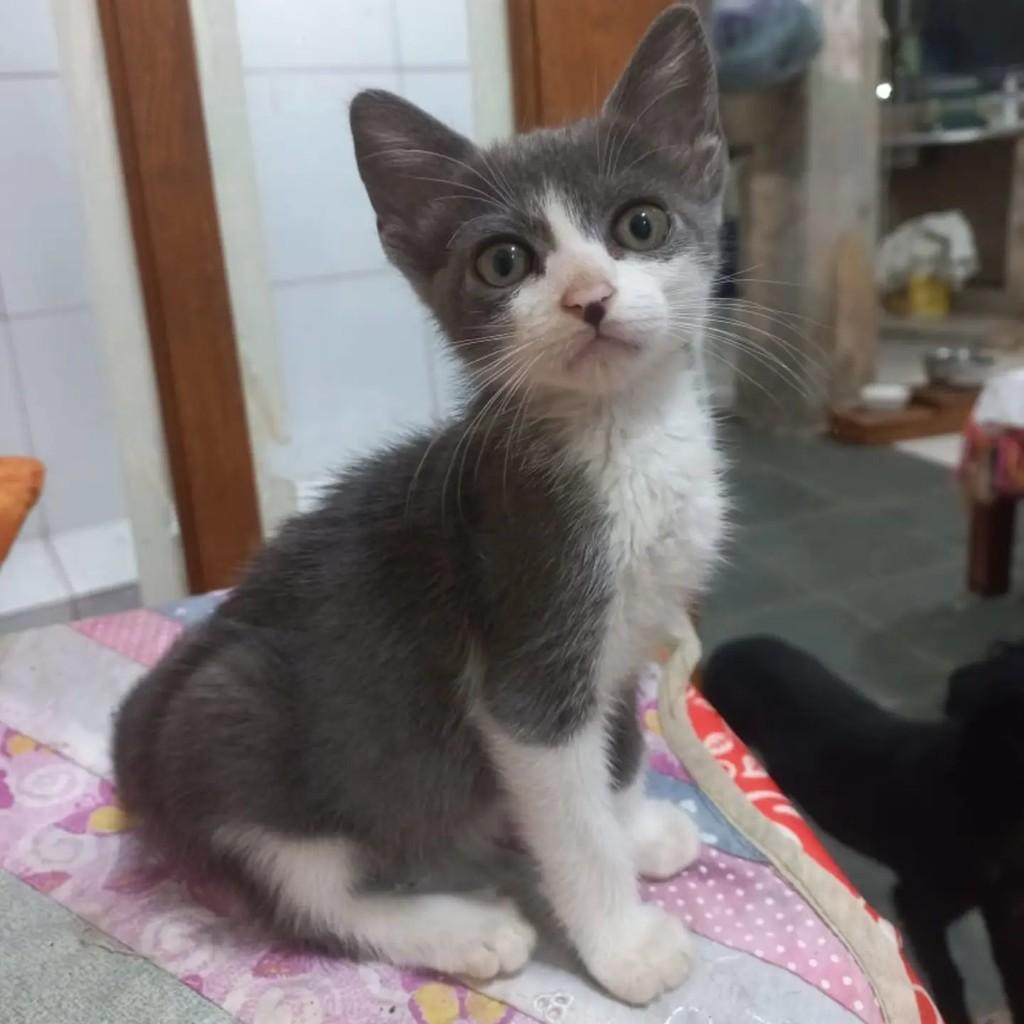 Brisa, gata de porte pequeno para adoção em Rio de Janeiro - RJ