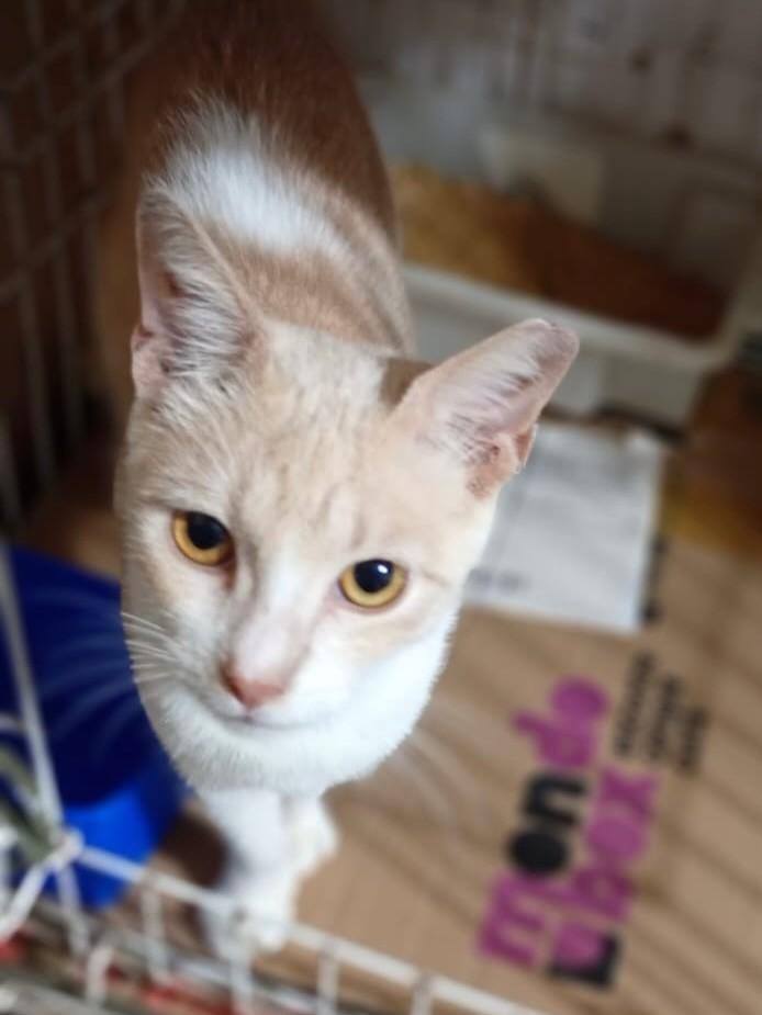 Pudim, gato de porte pequeno para adoção em Rio de Janeiro - RJ