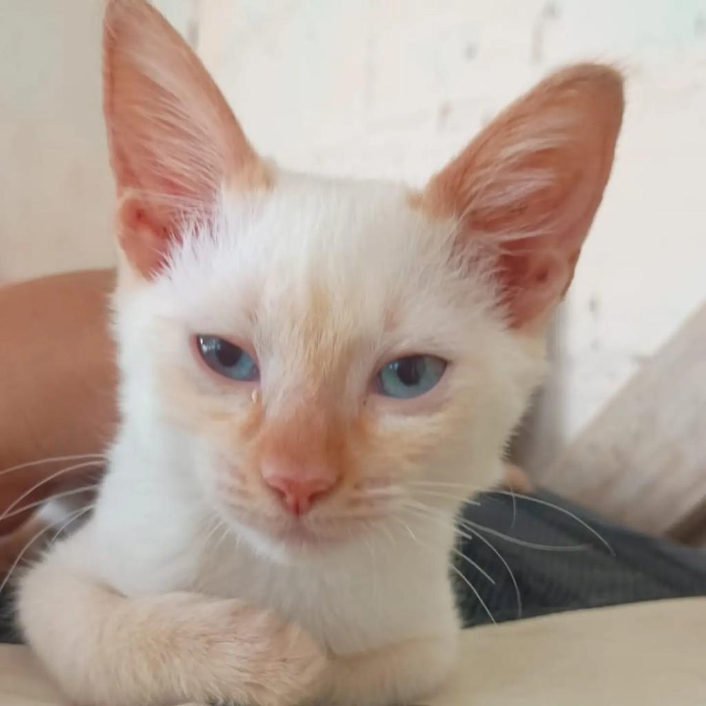 Jucelino, gato de porte pequeno para adoção em Rio de Janeiro - RJ
