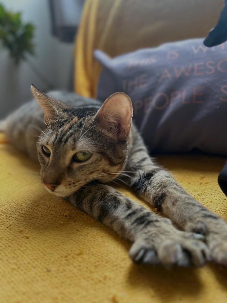 Clarinha, gato de porte pequeno para adoção em Rio de Janeiro - RJ