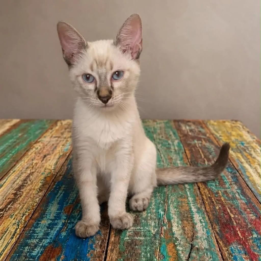 Miro, gato de porte pequeno para adoção em Rio de Janeiro - RJ