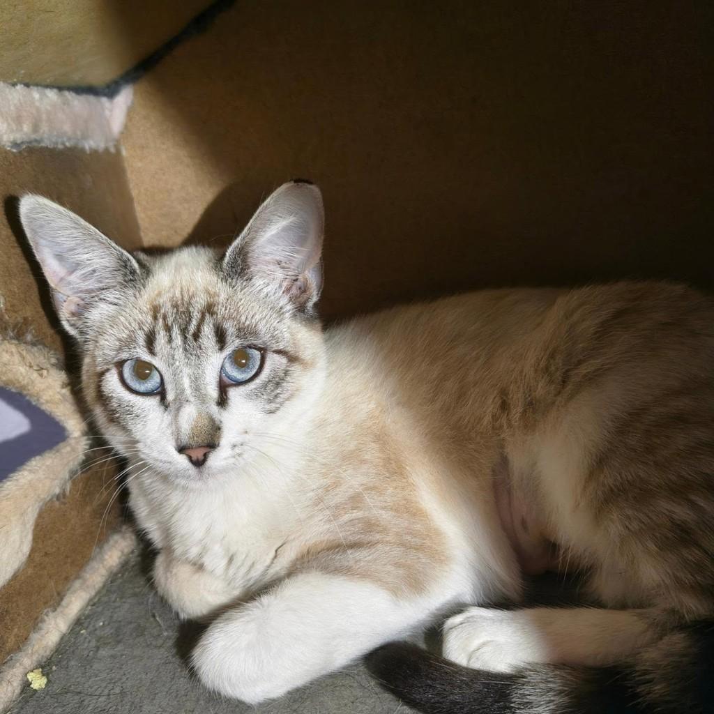 Mia, gata de porte pequeno para adoção em Niterói - RJ