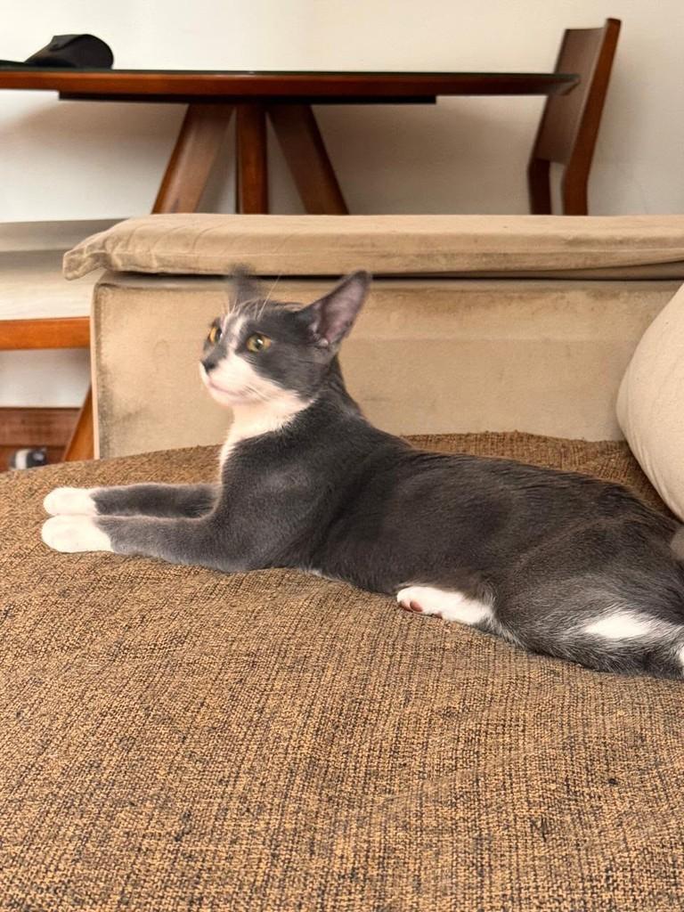 Benjamim, gato de porte pequeno para adoção em Rio de Janeiro - RJ