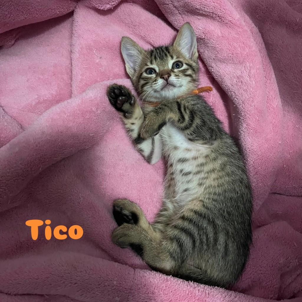 Tico, gato de porte pequeno para adoção em Rio de Janeiro - RJ