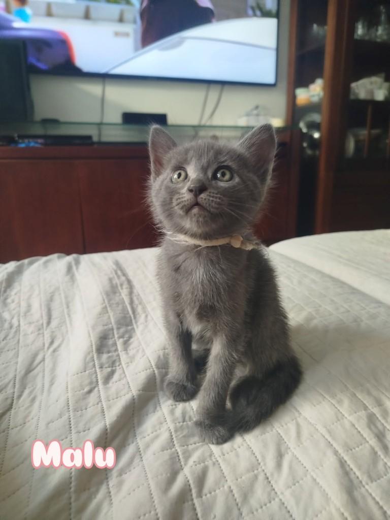 Malu, gata de porte pequeno para adoção em Rio de Janeiro - RJ