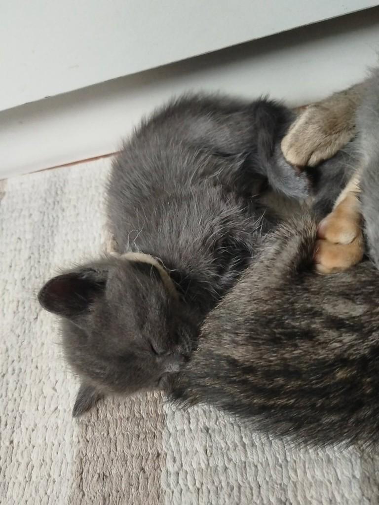 Malu, gata de porte pequeno para adoção em Rio de Janeiro - RJ — foto 2 de 3