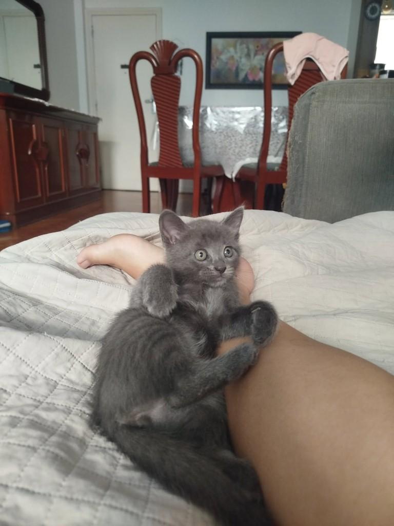 Malu, gata de porte pequeno para adoção em Rio de Janeiro - RJ — foto 3 de 3