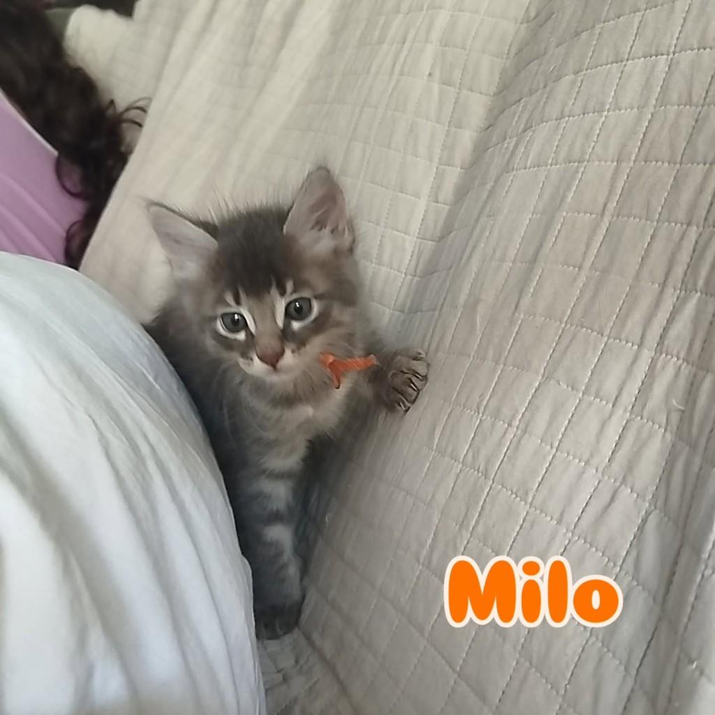 Milo, gato de porte pequeno para adoção em Rio de Janeiro - RJ