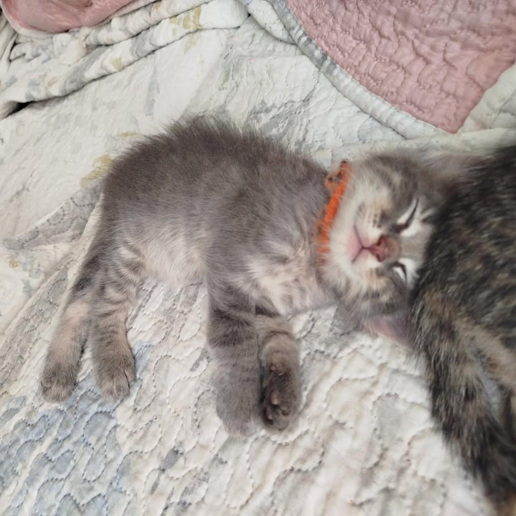 Milo, gato de porte pequeno para adoção em Rio de Janeiro - RJ — foto 2 de 4